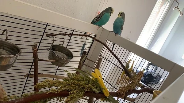 Wellensittich-Bild: Die beiden erzählen sich was!