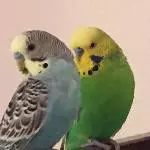 Pit und Puenktchen