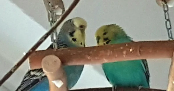 Wellensittich-Bild: Mami und Sepl sind Mami und Papi von Ratte und Chicken Wing gen. Schicki! Die Beiden sind unzertrennlich!