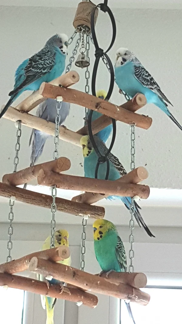 Wellensittich-Bild: Alles sitzt im Bett! Mittags halten alle Siesta!