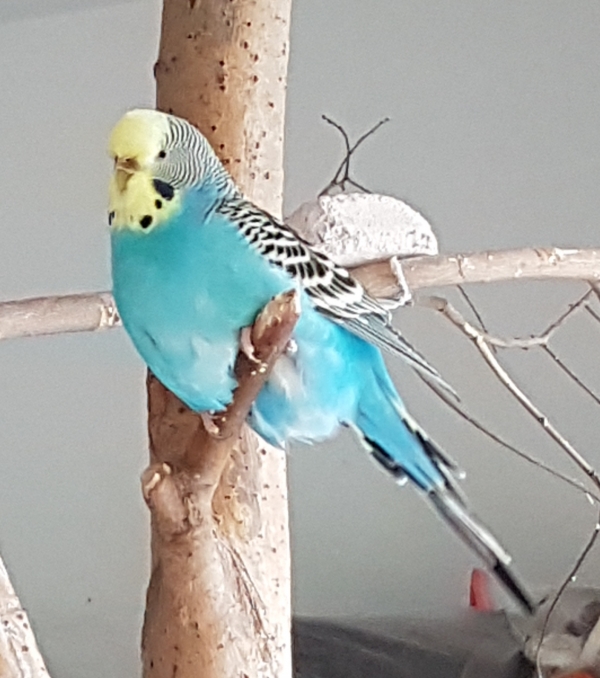 PHPSESSID