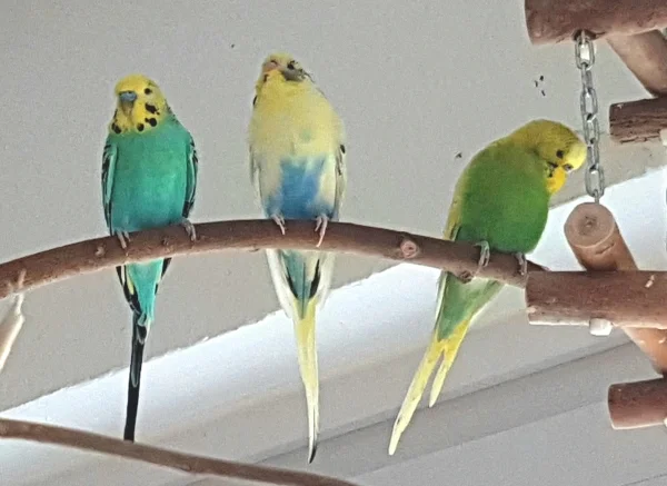 Wellensittich-Bild: Papi Sepl, Sohn Schicki und Timmy!