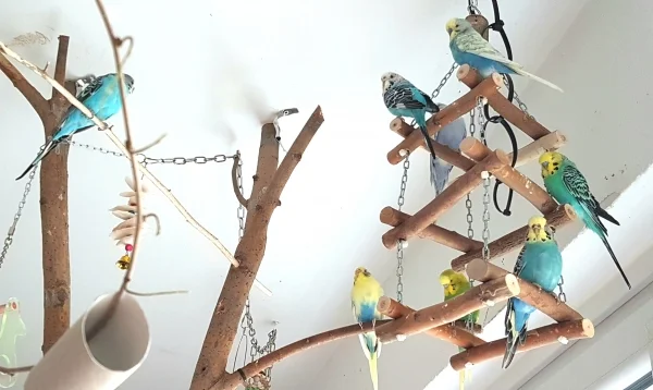 Wellensittich-Bild: Mittags halten meine Babys Siesta! Dann sitzen die Meisten in ihrem Bett (viereckiges Holz-Kettengestell)!