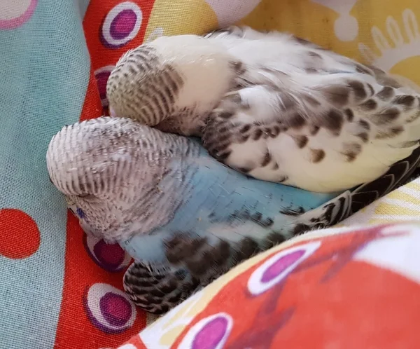 Wellensittich-Bild: Ratte und Schicki bei Mama im Bett!