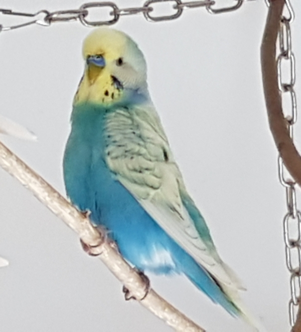 PHPSESSID