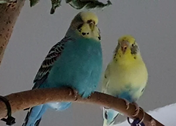 Wellensittich-Bild: Mami und Schicki! 