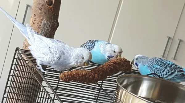 Wellensittich-Bild: Auch meine Wellis lieben Kolbenhirse!
Junior, Ratte und Kucki lassen es sich schmecken!