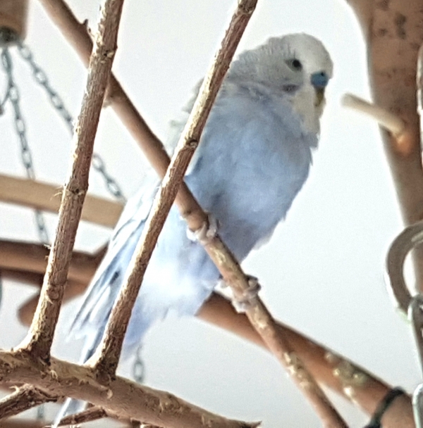 Junior