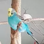 Meine Mami
