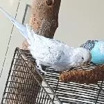 Leckerchen!