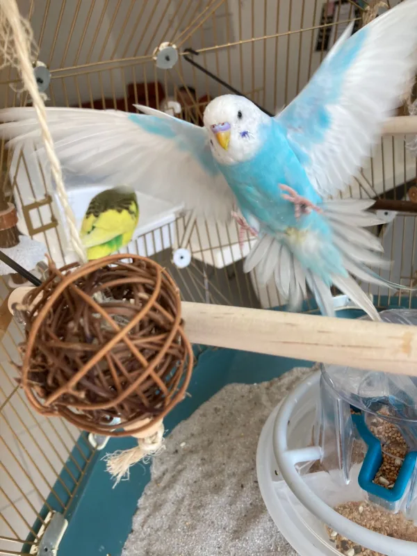 Wellensittich-Bild: Mönch im Anflug, einfach schöner Schnappschuss 