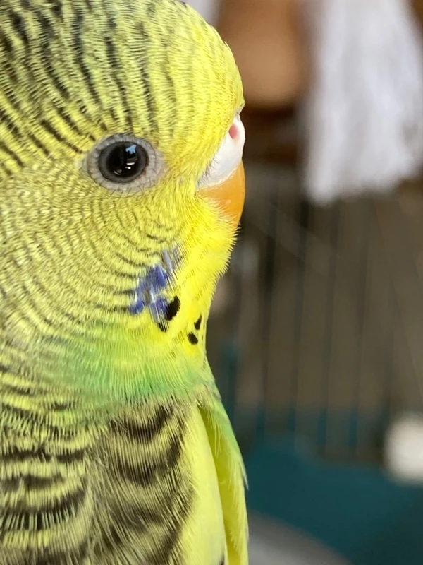 Wellensittich-Bild: Man kann sogar die süßen Wimpern erkennen. Einfach nur knuffig
