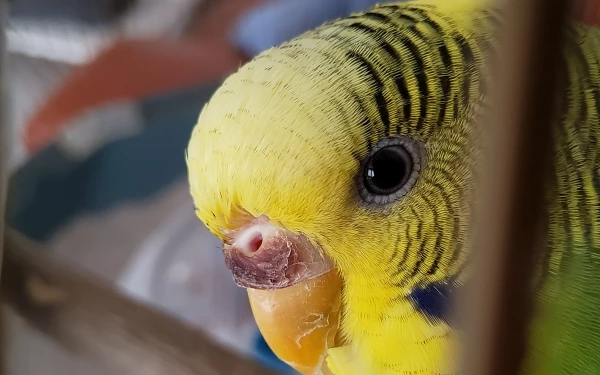 Wellensittich-Bild: Sunny ist meine süße kleine Maus und sehr neugierig 