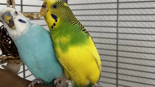 Wellensittich-Bild: Boncuk sieht ein bisschen genervt aus :), Sunny hat sein Beinchen gegriffen 