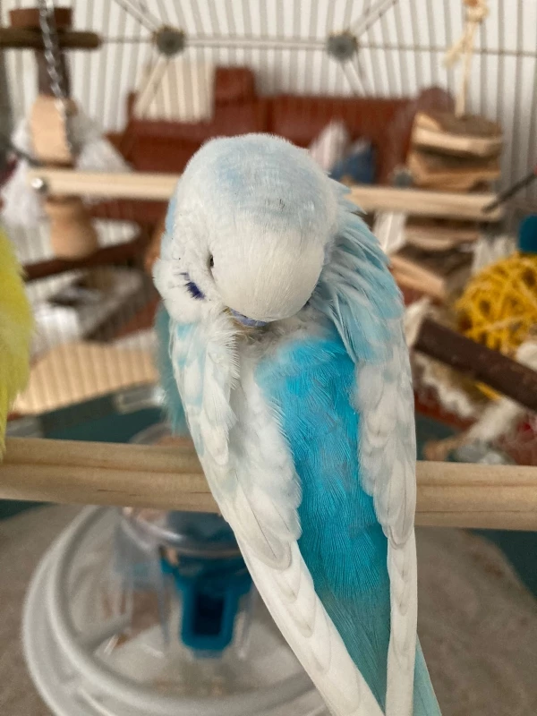 Wellensittich-Bild: Flauschig werden, das Füßchen vergraben und den Kopf zurückstecken. So sehen sie einfach zum knuddeln aus.
 
