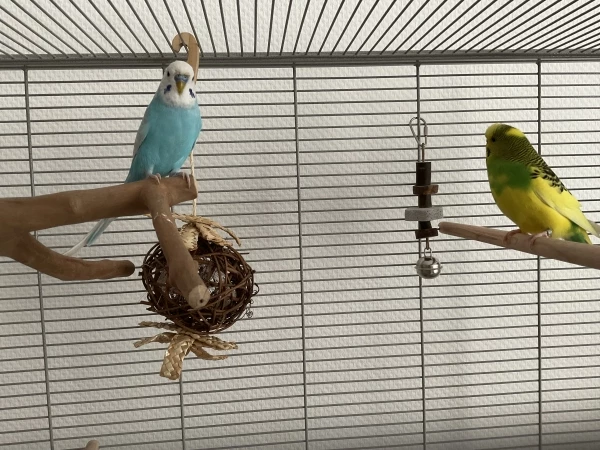 Wellensittich-Bild: Sie schauen sich gerade sehr neugierig um . Vorallem Sunny . Sie ist gestern wild herumgeflattert und hat sich umgeschaut 