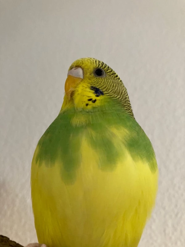 Wellensittich-Bild: Sunny ist stolz auf ihr Gefieder. Es ist ja auch wunderschön, 
oder?