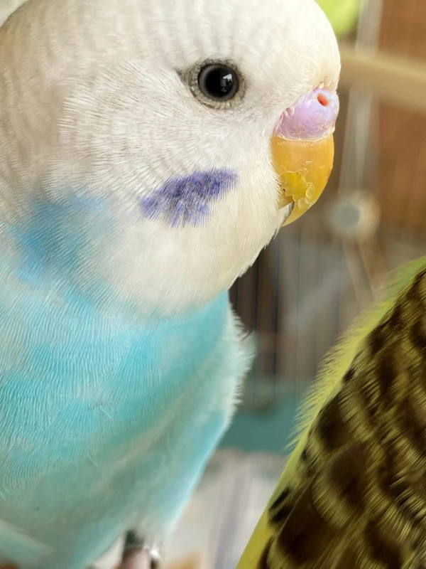 Wellensittich-Bild: knuffig ohne ende..
