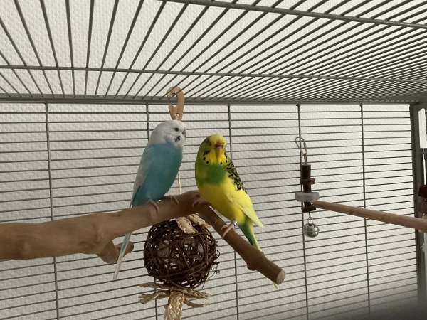 Wellensittich-Bild: Leider haben sie sich noch nicht nach unten getraut aber das kommt noch :) Boncuk ist so ein süßer kleiner Schisser :3 Er läuft sunny immer hinterher wenn sie irgendwo hingeht;) Das ist so knuffig 