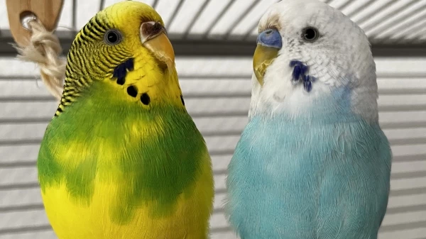 Wellensittich-Bild: Die beiden bleiben immer Babys , auch wenn sie irgendwann alt sind 
