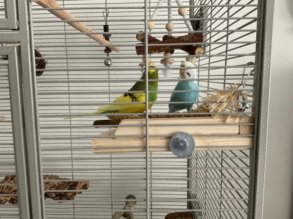 Wellensittich-Bild: Die beiden können es nicht lassen sich beim essen ab und zu zu picken. Manchmal schauen sie sich einfach mur an und einer fliegt dann weg. Vielleicht machen sie ja einen Blinzelwettbewerb ;)