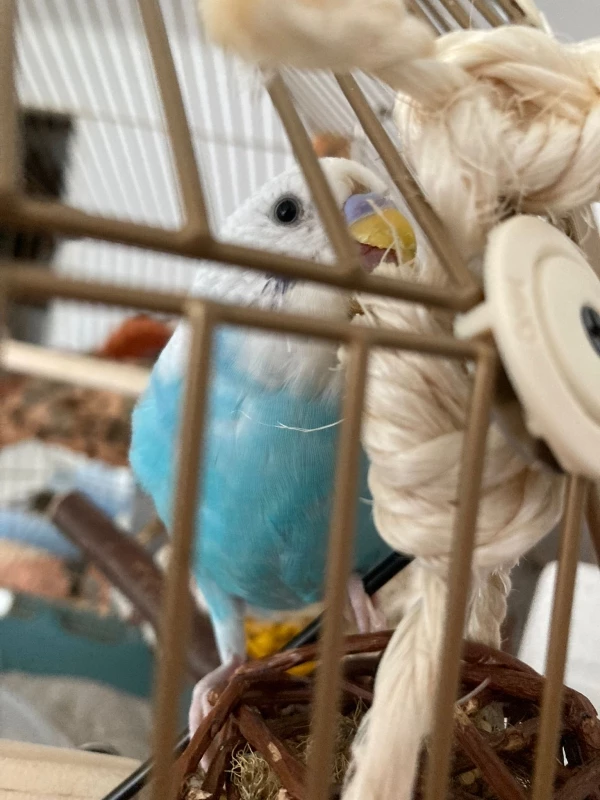 Wellensittich-Bild: Klettern,fliegen,laufen,singen, gibt es etwas was sie nicht können ? 
