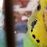 Ein kleines Wesen mit großen Wimpern 