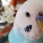 Kleiner Glubschi