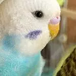 Hi! Ich bin Boncuk 