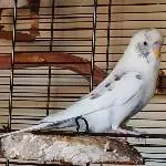 Roberto (links) 