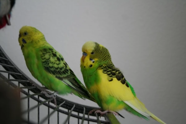 Wellensittich-Bild: Der hyperaktive Jürgen (rechts) und links seine Freundin Millie 