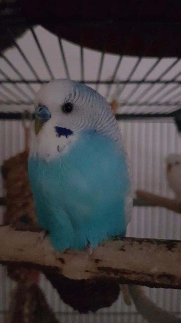 Wellensittich-Bild: Er ist das kleine Mobbingopfer