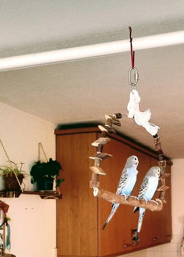 Wellensittich-Bild: Kurze Flugpause auf der Bank :)
