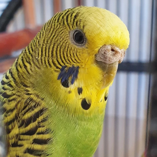Wellensittich-Bild: Auf dem Bild ist unsere Kiwi zu sehen.