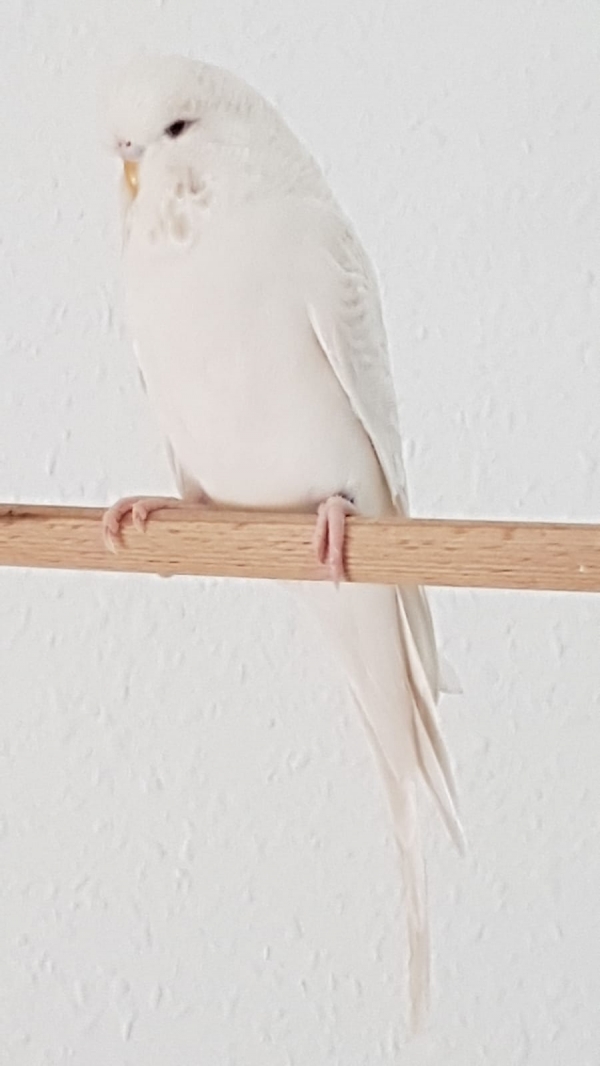 Schneeweisschen