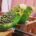 MrCoco