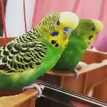 Frecher MrCoco     