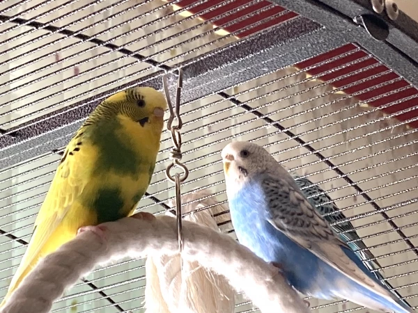 Wellensittich-Bild: Unsere Flecki links im Bild ist die Chefin des kleinen Schwarms jeden Abend gibt es ein Prozedere ca je nach Laune schiesst sie dir anderen beiden ca 5 x ab fliegt auf sie zu und stößt sie runter von den Stricken es geht immer um die Schlafplätze da gibt es eine Rangordnung erst nach mehrmaligen runterstoßen dürfen die anderen endlich sitzen ein wildes Gerangel jeden Abend … danach kreischt sie zufrieden wie ein kleiner Papagei.