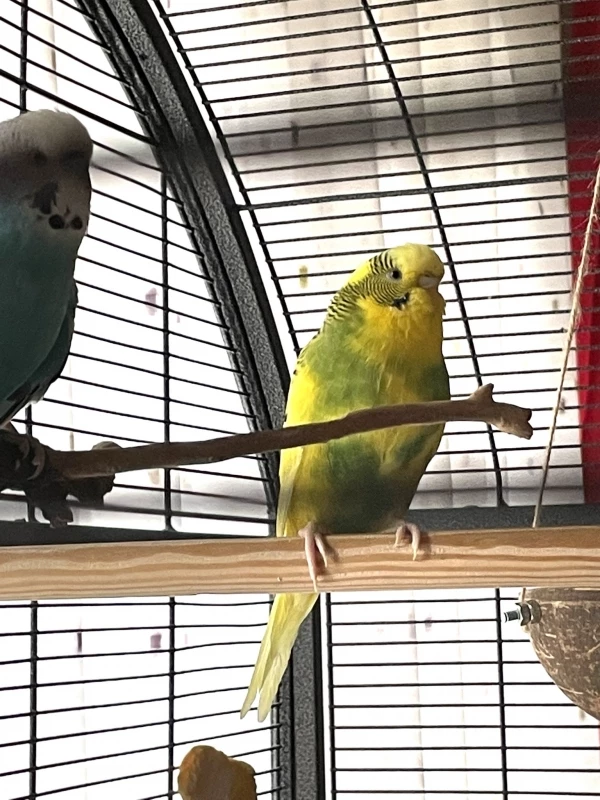Wellensittich-Bild: Flecki und Herbert sind ein Pärchen aber nachdem ein Hahn leider verstorben ist vor paar Monaten unerwartet kümmert sich Herbert auch um die nun alleinstehende Lolli 