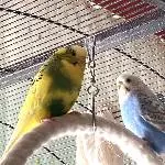 Flecki und Lolli