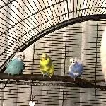 Herbert, Flecki, Luis und Lolli