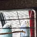 Herbert  und Lolli 