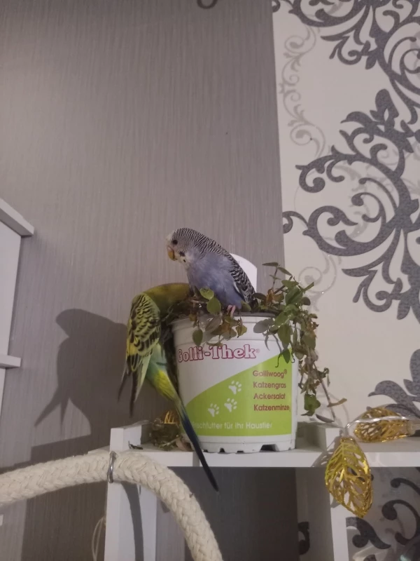 Wellensittich-Bild: Lieber schreddern als essen mhh
