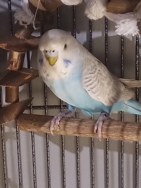 Wellensittich-Bild: Unsere Trixie
