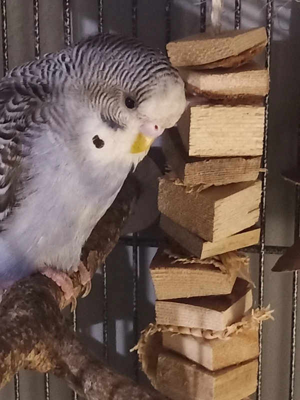 Wellensittich-Bild: Wer kann mir sagen ob Männchen oder Weibchen es ist schlecht zu sehen aber hellrosa ist mit drin
