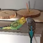 Sunny und budgie