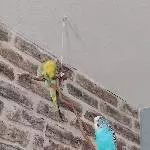 Sunny und budgie auf dem ast