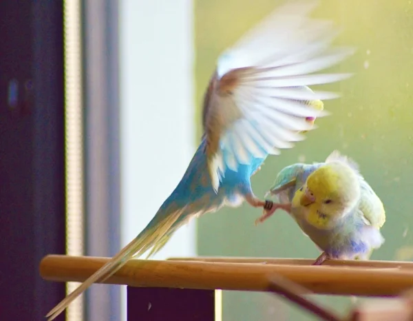 Wellensittich-Bild: Bimbi sitzt aber auch genau! an dem Platz, zu dem Bumbi wollte!