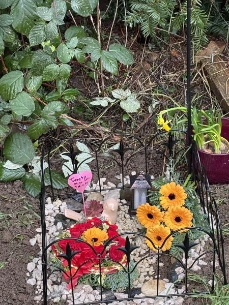 Wellensittich-Bild: Tweety hat uns verlassen und liegt nun im Garten. Habe es versucht, trotz der Kälte so schön wie möglich zu machen.