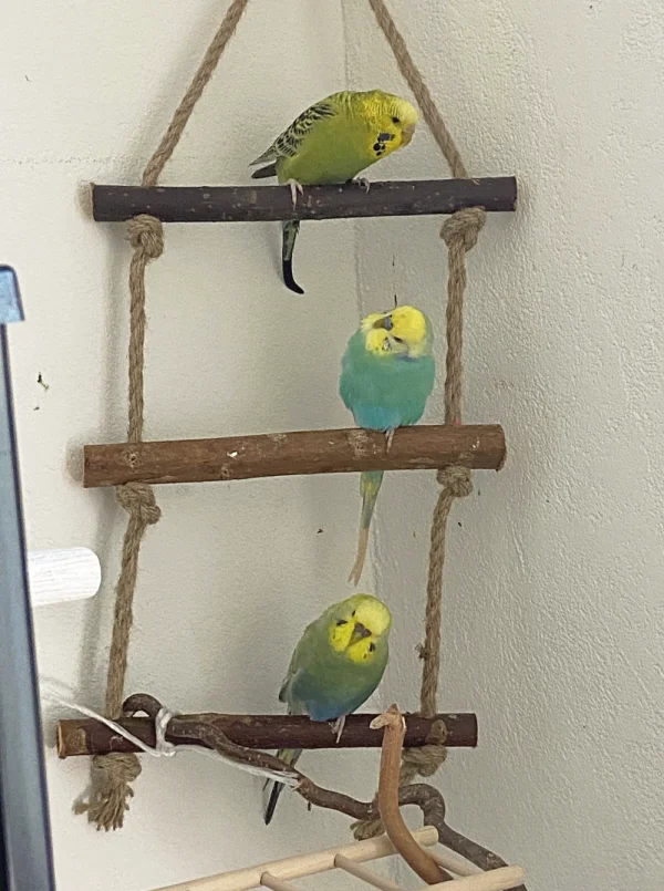 Wellensittich-Bild: Wie im Bilderrahmen nehmen die Pieps Platz